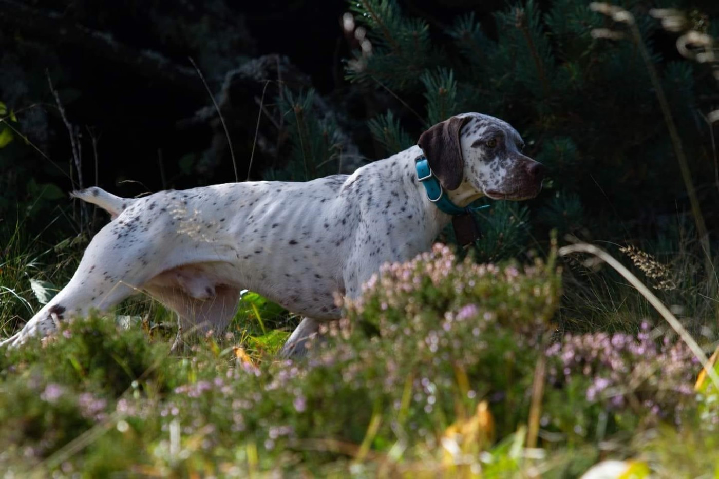 CH. Simon Des Cimes D'or