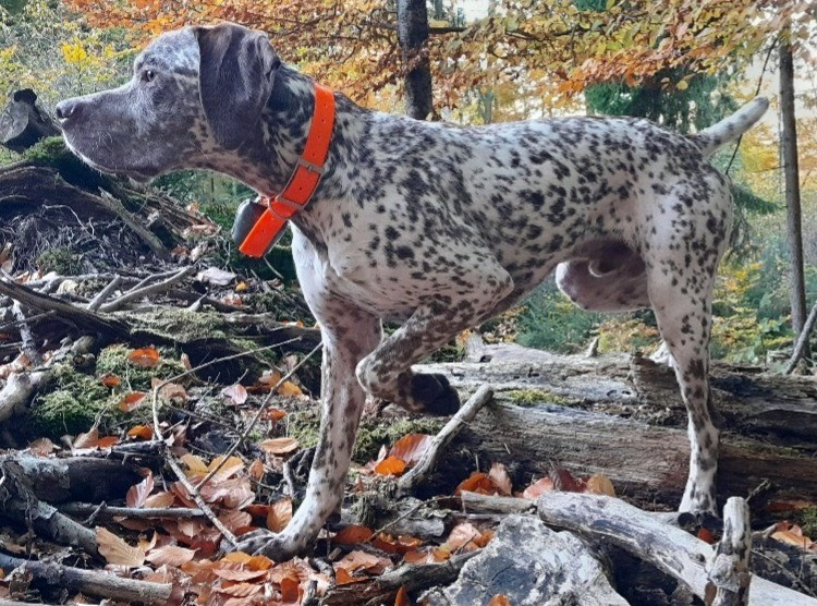 Vasco  Des Cimes D'or