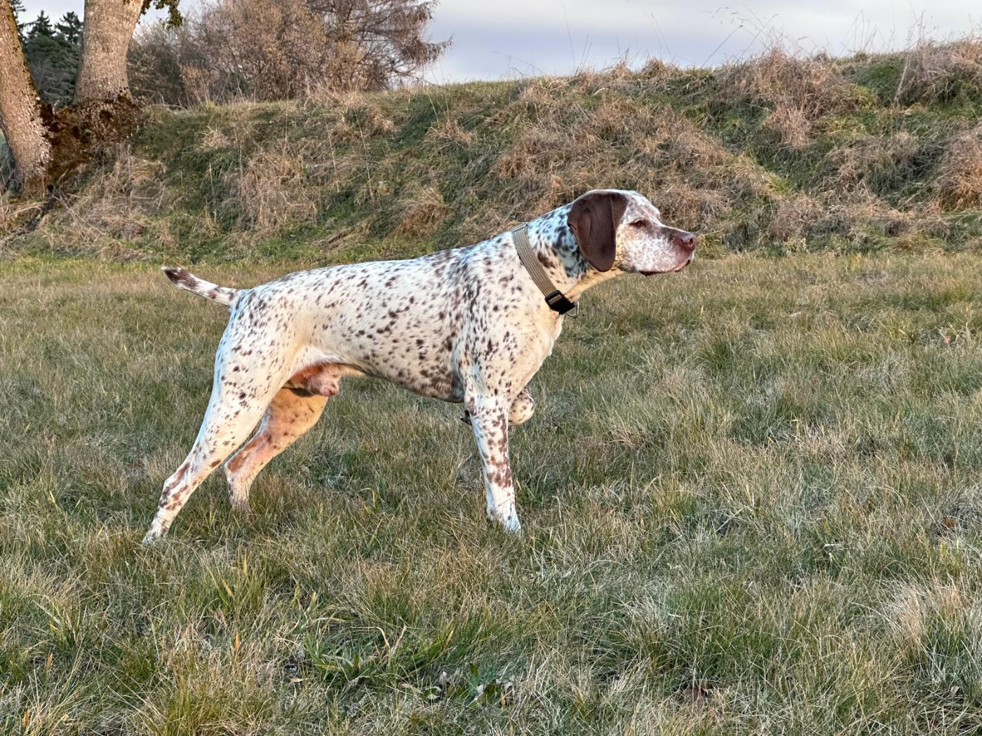 Des Cimes D'or - Naissances avril Geburten April 2026