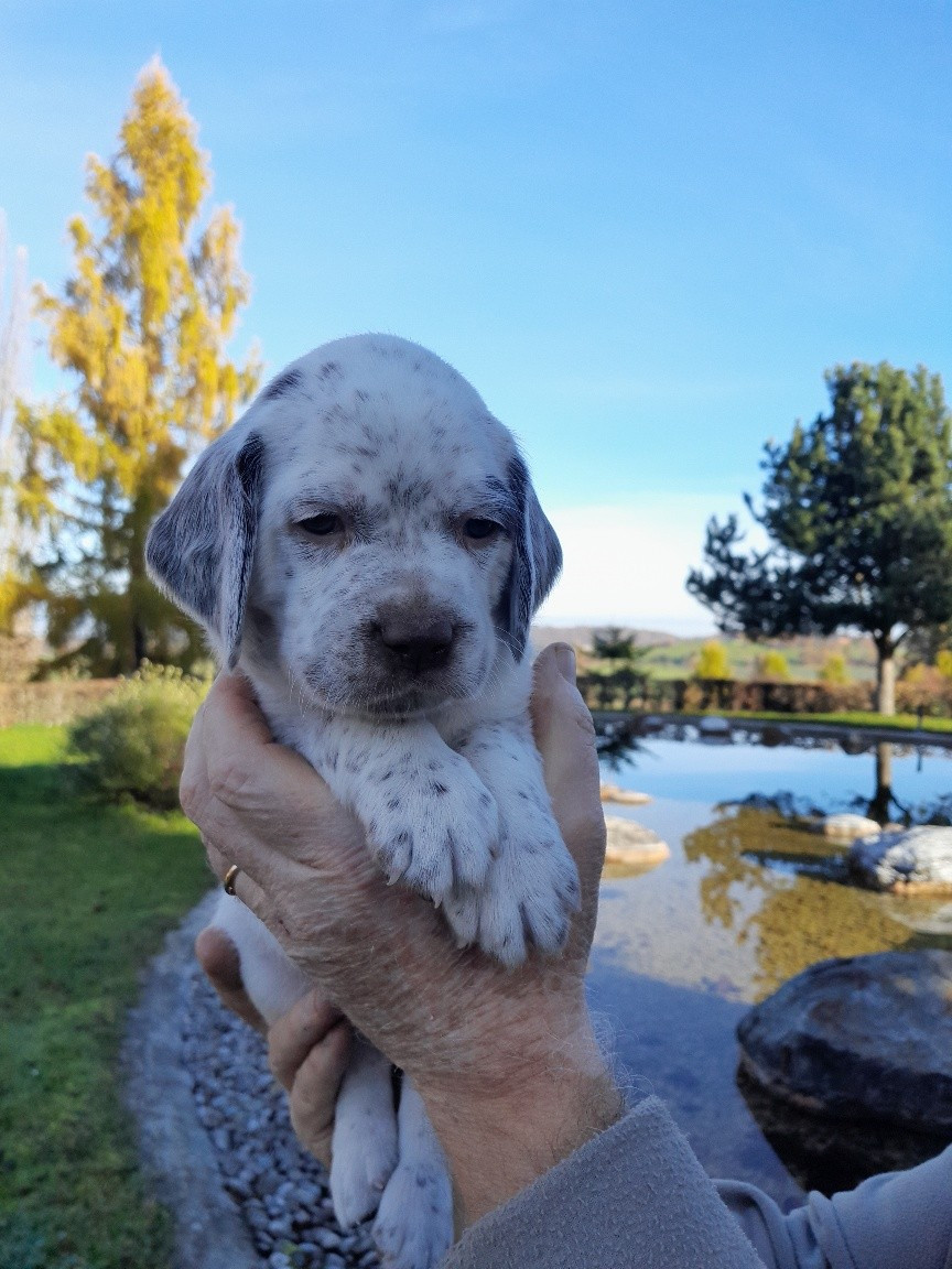 Des Cimes D'or - Chiots disponibles - Braque du Bourbonnais