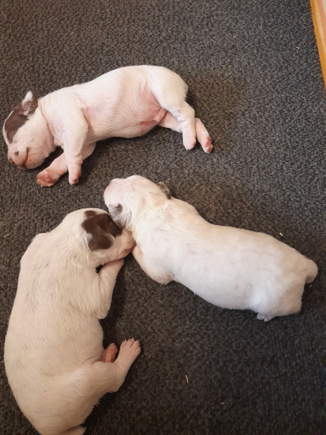 Des Cimes D'or - Chiots disponibles - Braque du Bourbonnais