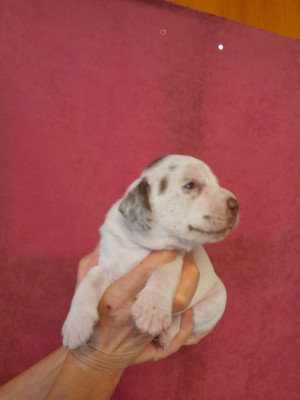 CHIOT 2