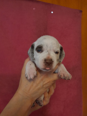 CHIOT 3