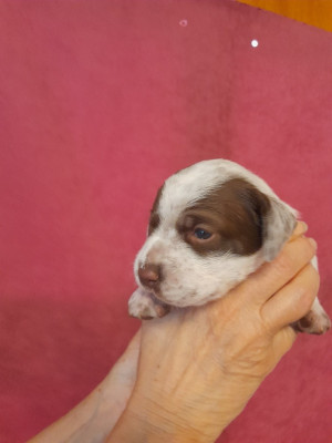 CHIOT 1