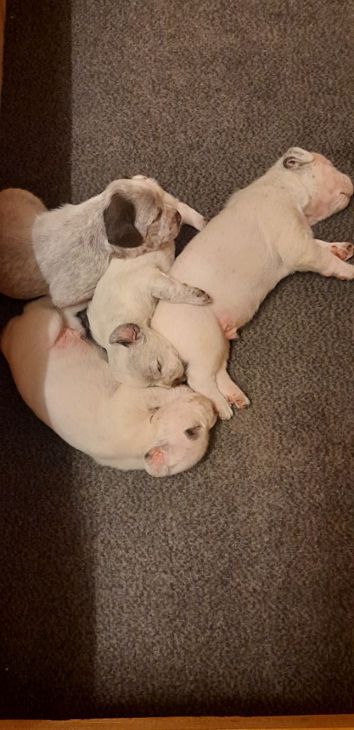 Des Cimes D'or - Braque du Bourbonnais - Portée née le 10/10/2025